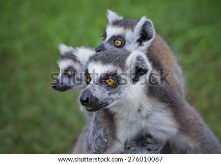 Ring tailed lemur family.