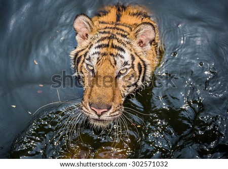 Close-up of a Tiger face.