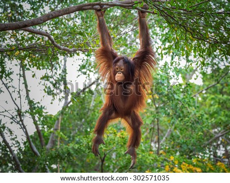 Orangutan on the tree.