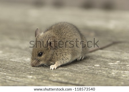 Little mouse sitting on the old wooden table