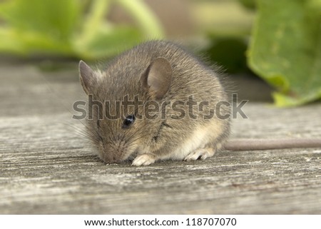 Little mouse sitting on the old wooden table