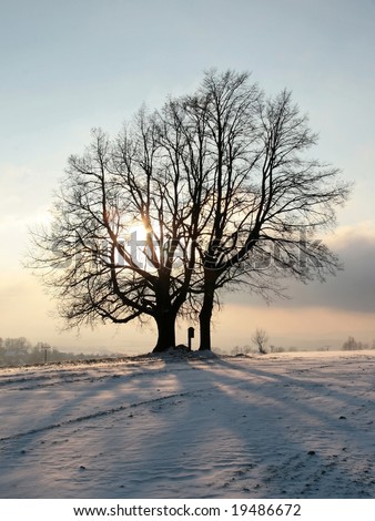 Winter Tree on the hill opposite sun czech