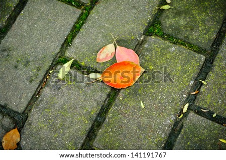 Regular brick pavement The fallen leaves
