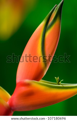 Pink and yellow Heliconia Rastrata or Lobster claw flower. Hawaii, Maui, USA
