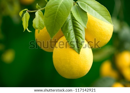 Branch of lemon tree with ripe lemons