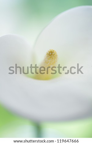 Calla lily / Zantedeschia / Arum Lily  isolated on white background