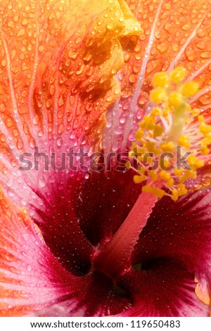 Yellow/ orange colored Hibiscus exotic tropical flower with water drops, close up. Hawaii, Maui, USA