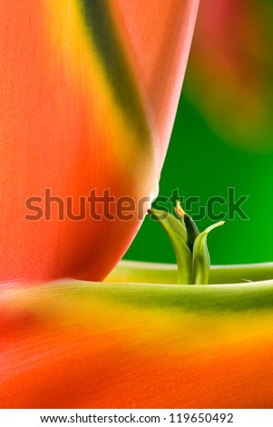 Red Heliconia exotic tropical flower/ Lobster Claw, close up. Hawaii, Maui, USA