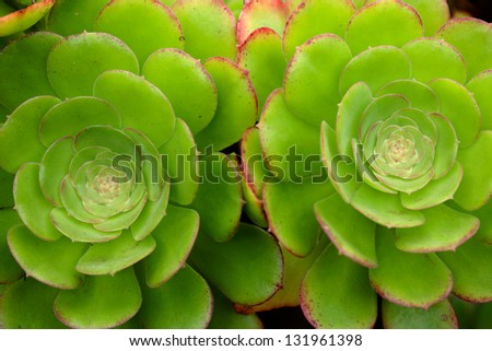 Hen-and-Chicks succulent plant background /Crassulaceae / Houseleek/ Sempervivum decorative plant