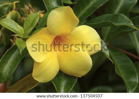 Yellow Allamanda ( Tahitian Golden Trumpet flower) exotic tropical flower, close-up. Hawaii, Maui, USA