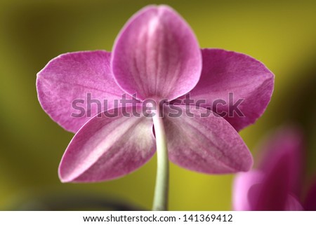 Pink orchid flower/ Phaelenopsis close up. Hawaii, Maui, USA