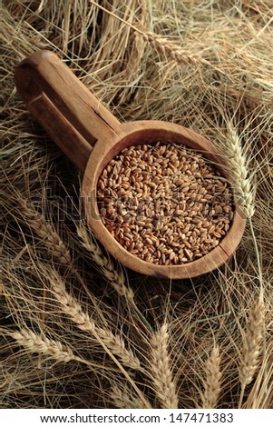 Wheat grains in a wooden laddle and wheat heads