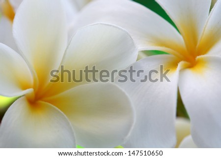 White and yellow plumeria flowers, close up. Hawaii, Maui, USA
