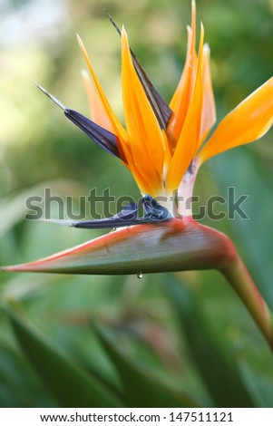Bird of Paradise/ Strelitzia  exotic tropical flower. Hawaii, Maui, USA