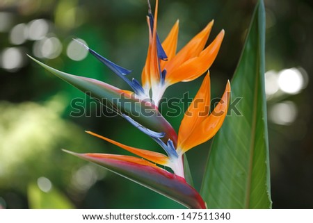 Bird of Paradise/ Strelitzia  exotic tropical flower. Hawaii, Maui, USA