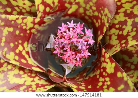 Hawaiian endemic succulent plant in bloom, Agave family