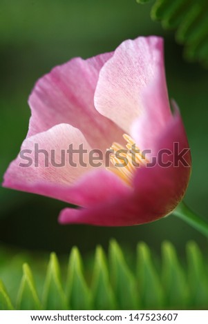 Pink Californian poppy flower. Hawaii, Maui, USA