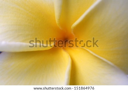 White and yellow plumeria flowers, close up. Hawaii, Maui, USA