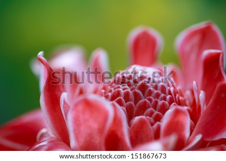 Torch Ginger( Etlingera elatior) exotic tropical flower, close up. Hawaii, Maui, USA