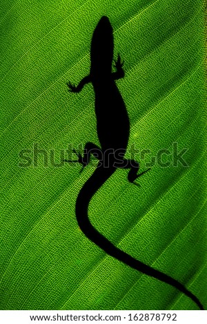 Lizard/ gecko/ Jackson\'s Chameleon  silhouetted on a tropical leaf. Hawaii, Maui
