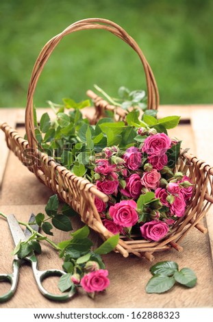 Bunch of freshly cut pink roses in a wicker basket