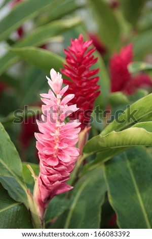 Red and pink ginger flowers growing on the plant. Hawaii, Maui, USA