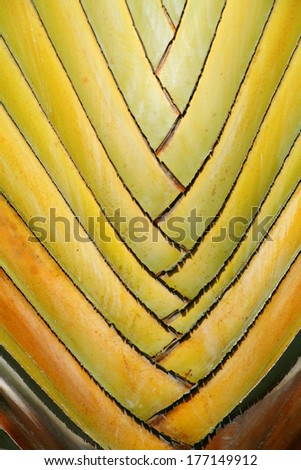 Traveller\'s  palm leaf detail, full frame. Hawaii, Maui, USA
