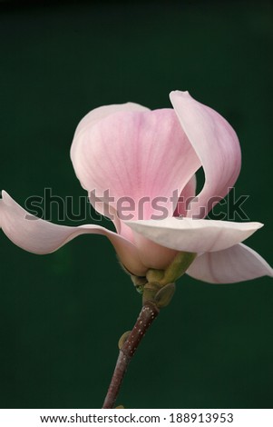 Pink magnolia flower isolated on green background