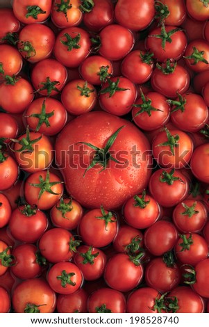 Beefsteak tomato on cherry tomatoes background