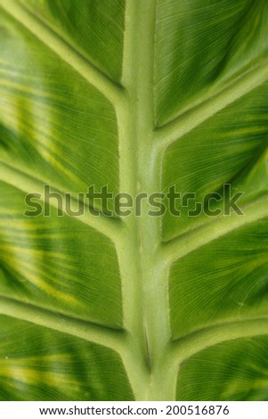 Taro leaf texture as a background. Hawaii, Maui, USA