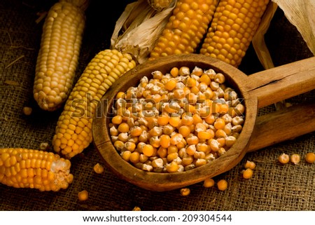 Corn cobs and corn seeds in a wooden bowl