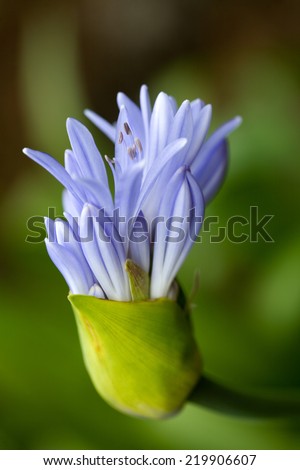 Agapanthus or Lily of the Nile flower exotic tropical flower. USA,Hawaii,Maui,
