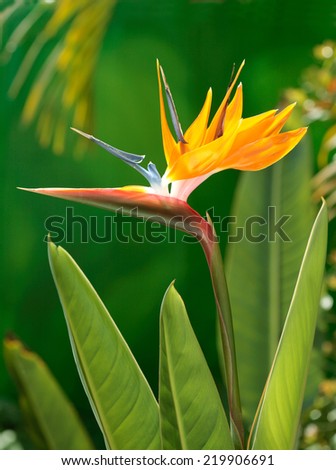 Bird of Paradise flower in natural background. Hawaii, Maui, USA