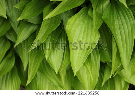 Green tropical leaves with water drops as a background. Hawaii, Maui, USA