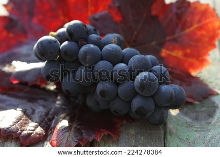 Cluster of red wine grapes with autumn red leaves