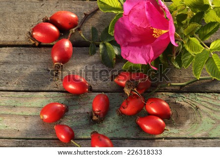 Wild rose flower and rose hips on wooden background