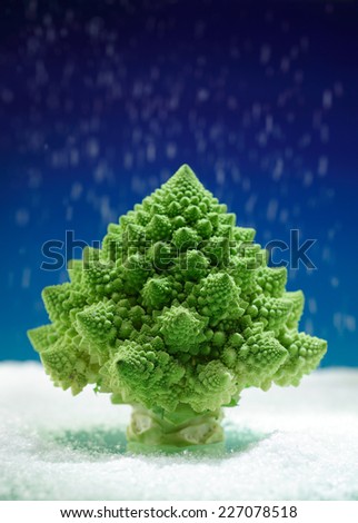 Romanesco broccoli in Christmas tree shape sprinkled with sugar  powder (food landscape)