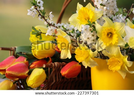 Spring flowers: tulips, narcissus and blooming cherry tree branches