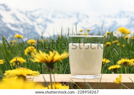 Milk glass and milk jug on the chamomile meadow pasture background in the Alps mountains, Switzerland