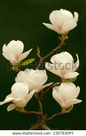 White magnolia tree blossom / magnolia flower/ magnolia blossom  branch isolated on dark green background