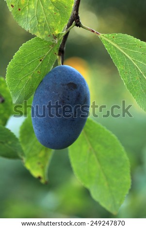 Ripe blue plum growing on the plum tree