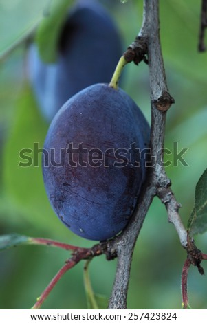Plum tree branch with ripe plums