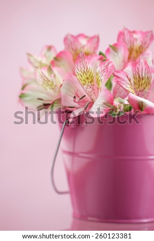 Pink lilies / Alstroemeria / Peruvian lily  bouquet in a pink bucket isolated on pink background