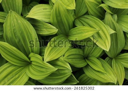 Green leaves texture background macro