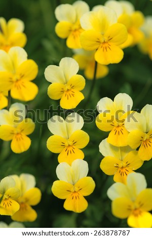 Yellow wild pansy flowers / Viola tricolor growing in Swiss Alps
