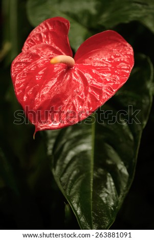 Red anthurium / Flamingo lily flower. Hawaii, Maui, USA