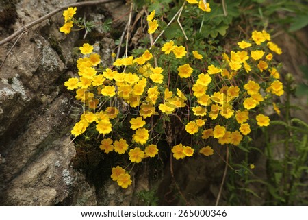 Bird\'s-foot Trefoil flowers (Lotus corniculatus) spring alpine flowers
