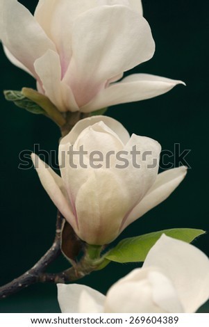 Magnolia tree blossom / magnolia flower/  isolated on dark green  background
