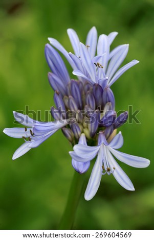 Agapanthus or Lily of the Nile flower exotic tropical flower. USA, Hawaii, Maui,