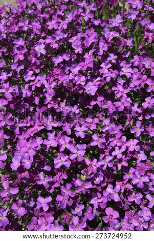 Creeping phlox ground cover flowers growing in Swiss Alps